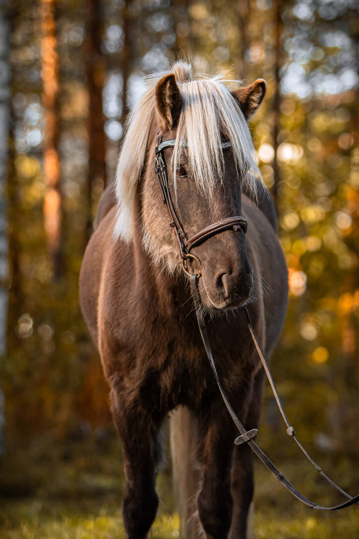 Häst porträtt 2